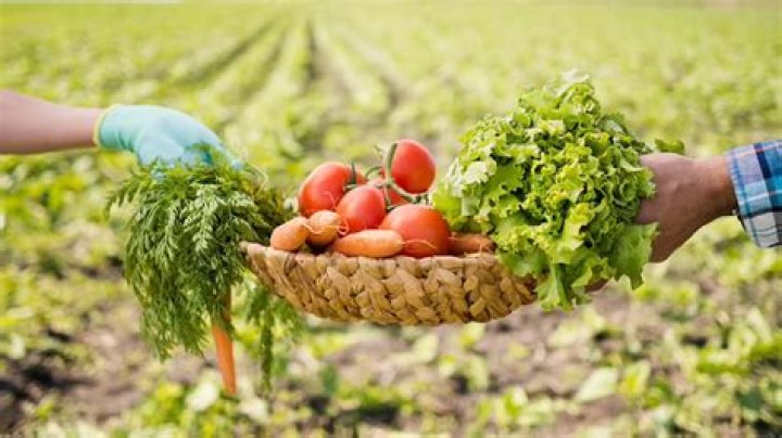 Organic food - How To Discuss
